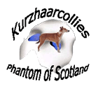 Unser Logo Kurzhaarcollie