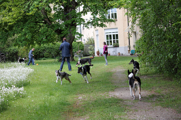 der Pfarrgarten, in dem die Hunde tobten